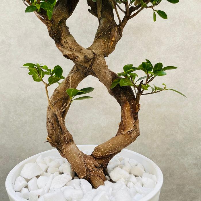 ガジュマル 観葉植物 八の字 8号鉢苗 受け皿付き 大型種類 盆栽