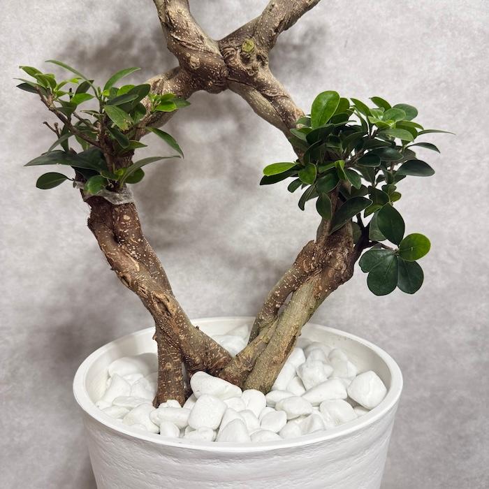 現品1点もの ガジュマル 観葉植物 八の字 8号鉢苗 受け皿付き 大型種類