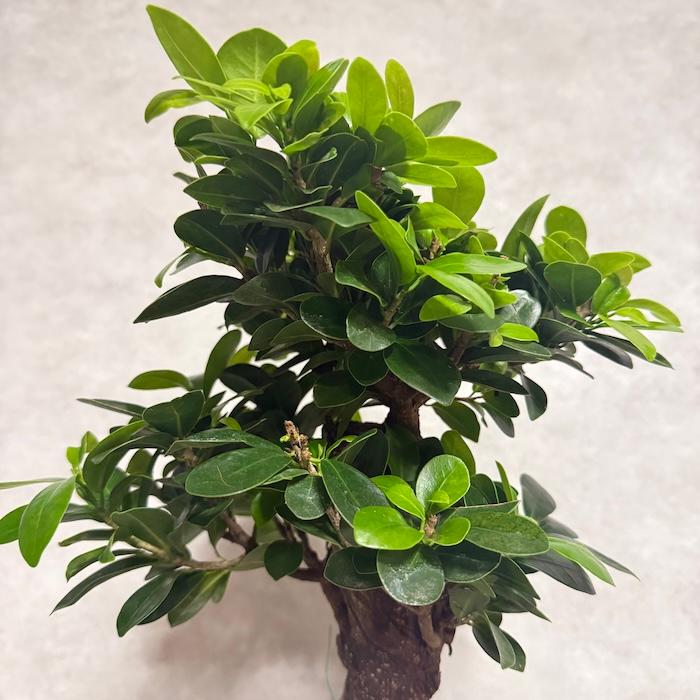 現品1点もの ガジュマル 観葉植物 八の字 8号鉢苗 受け皿付き 大型種類
