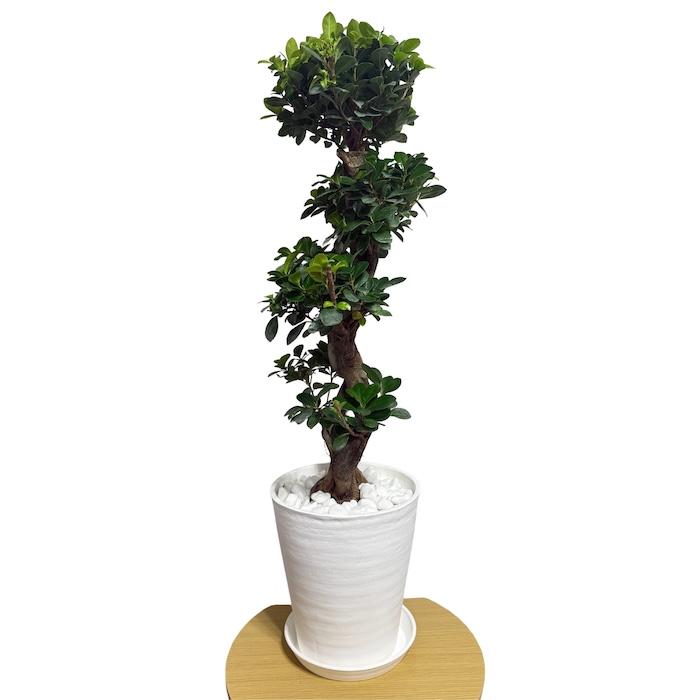 現品1点もの ガジュマル 観葉植物 八の字 8号鉢苗 受け皿付き 大型種類