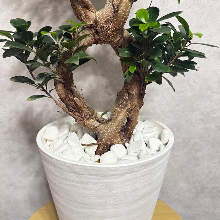 現品1点もの ガジュマル 観葉植物 八の字 8号鉢苗 受け皿付き 大型種類