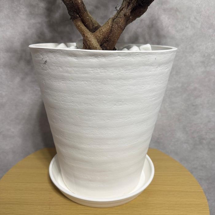 現品1点もの ガジュマル 観葉植物 八の字 8号鉢苗 受け皿付き 大型種類