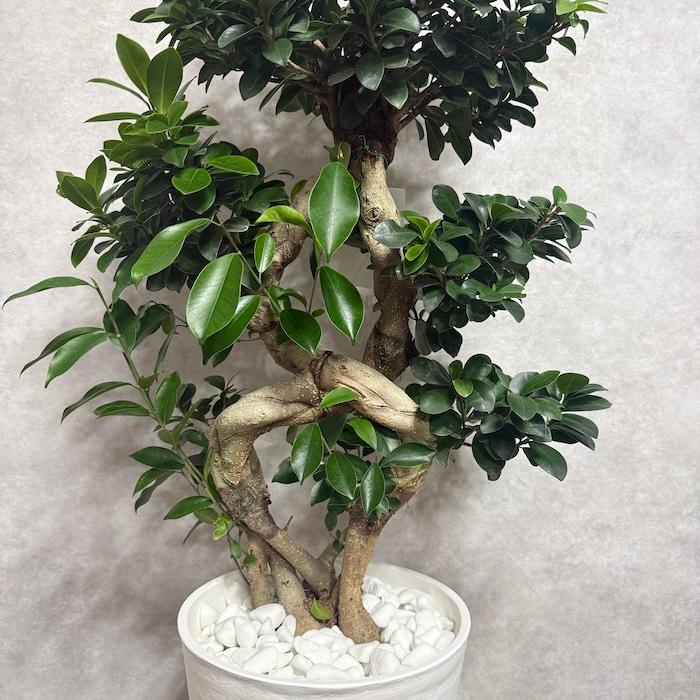 ガジュマル　苗　苗木　観葉植物　8号車　8の字　曲がり　フィカス 現品1点もの ガジュマル 観葉植物 八の字 8号鉢苗 受け皿付き 大型種類