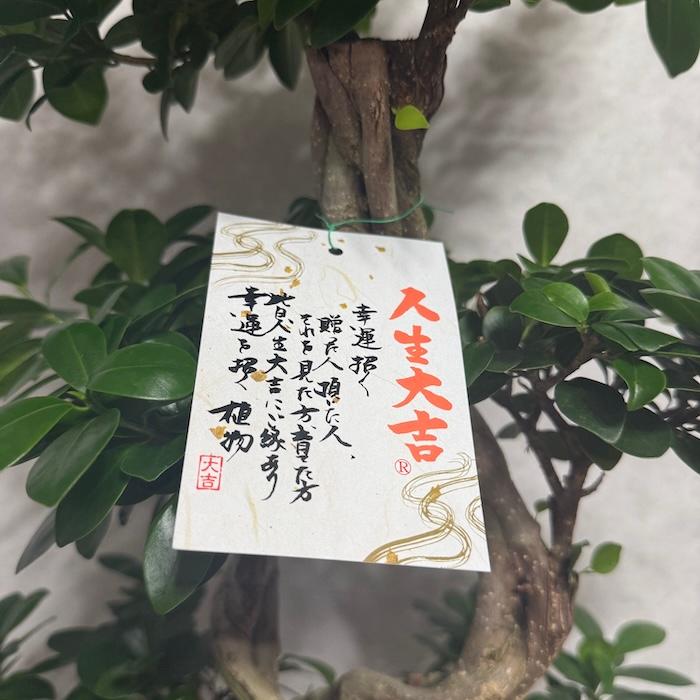 現品1点もの ガジュマル 観葉植物 八の字 8号鉢苗 受け皿付き 大型種類