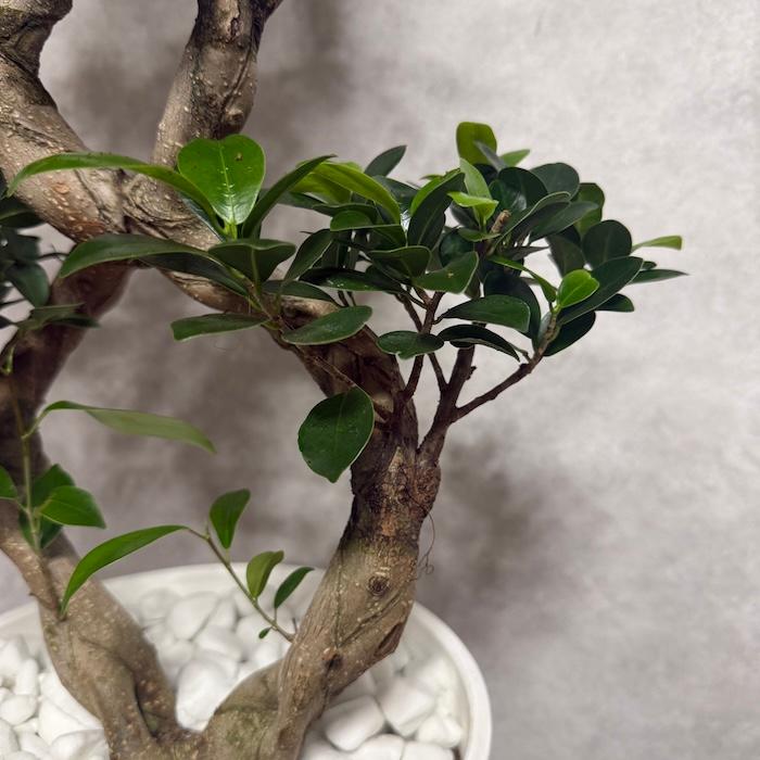 現品1点もの ガジュマル 観葉植物 八の字 8号鉢苗 受け皿付き 大型種類