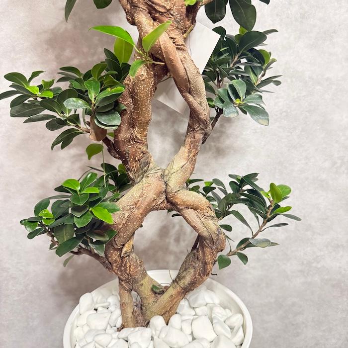 現品1点もの ガジュマル 観葉植物 八の字 8号鉢苗 受け皿付き 大型種類