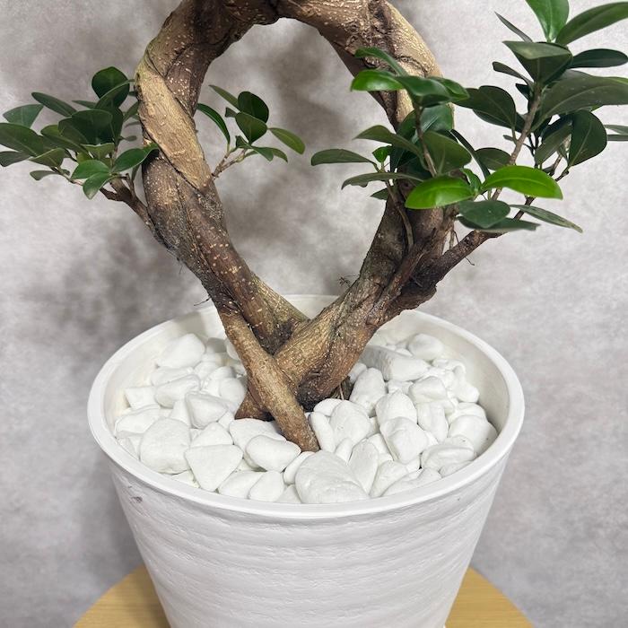 現品1点もの ガジュマル 観葉植物 八の字 8号鉢苗 受け皿付き 大型種類