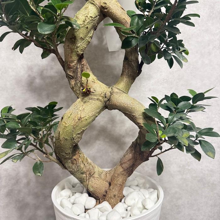 現品1点もの ガジュマル 観葉植物 八の字 8号鉢苗 受け皿付き 大型種類