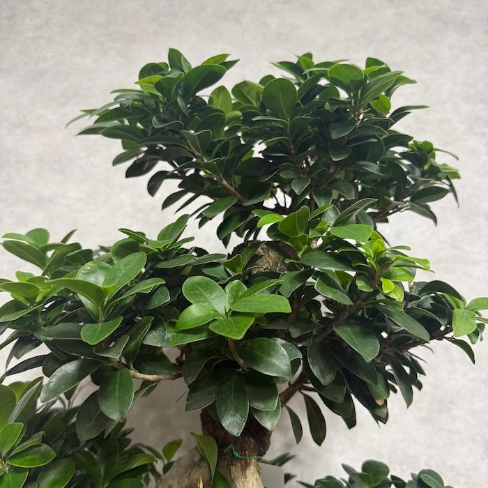 現品1点もの ガジュマル 観葉植物 八の字 8号鉢苗 受け皿付き 大型種類