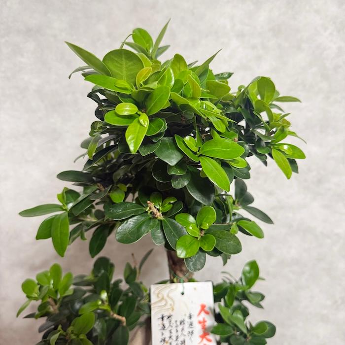 現品1点もの ガジュマル 観葉植物 八の字 8号鉢苗 受け皿付き 大型種類