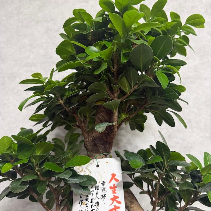 現品1点もの ガジュマル 観葉植物 八の字 8号鉢苗 受け皿付き 大型種類