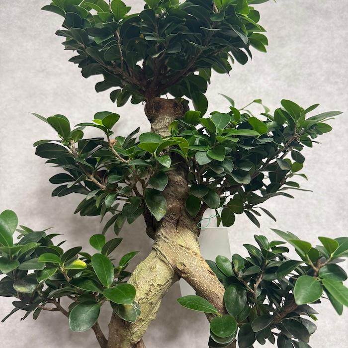 現品1点もの ガジュマル 観葉植物 八の字 8号鉢苗 受け皿付き 大型種類
