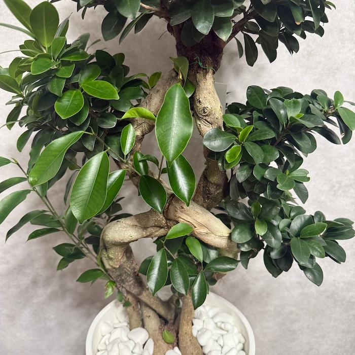 現品1点もの ガジュマル 観葉植物 八の字 8号鉢苗 受け皿付き 大型種類