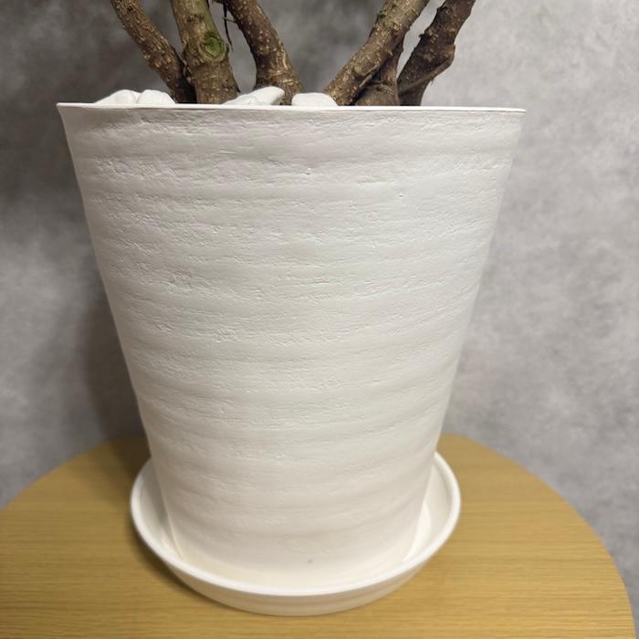 現品1点もの ガジュマル 観葉植物 八の字 8号鉢苗 受け皿付き 大型種類