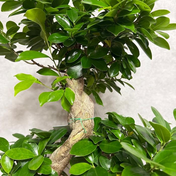 現品1点もの ガジュマル 観葉植物 八の字 8号鉢苗 受け皿付き 大型種類