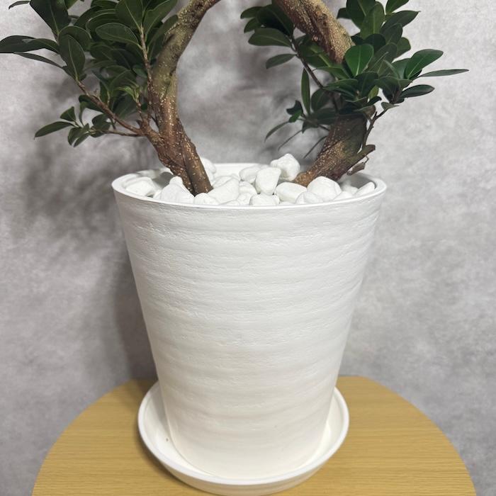 観葉植物 【現品】ガジュマル 8号 白鉢 （1）