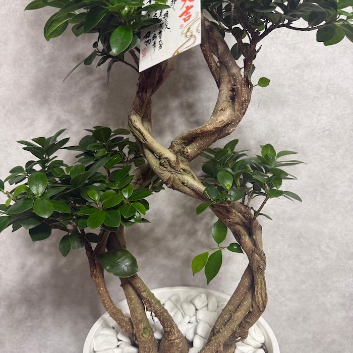週末特価！ガジュマル　苗　苗木　観葉植物　8号車　8の字　曲がり　フィカス 現品1点もの ガジュマル 観葉植物 八の字 8号鉢苗 受け皿付き 大型種類