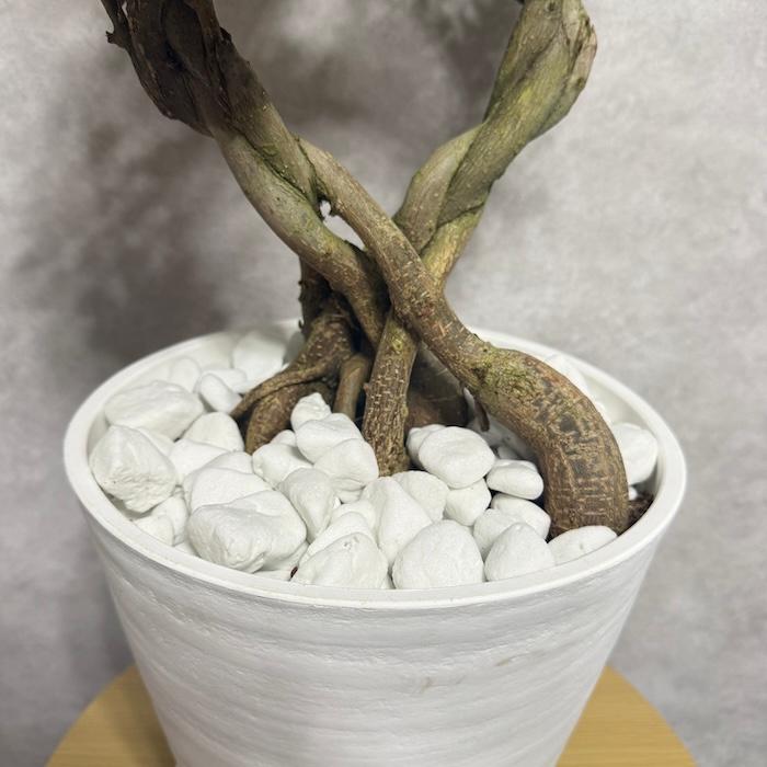 現品1点もの ガジュマル 観葉植物 八の字 8号鉢苗 受け皿付き 大型種類
