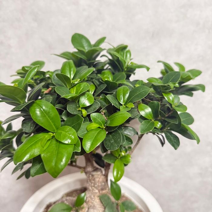 ガジュマル 観葉植物 8号鉢 現品販売 多幸の木 大型 鉢植え 室内