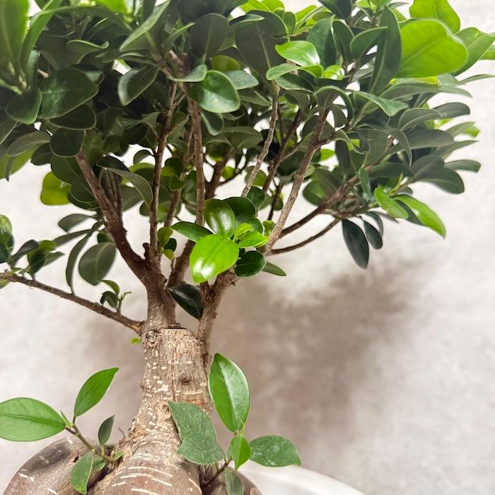 ガジュマル 観葉植物 8号鉢 現品販売 多幸の木 大型 鉢植え 室内
