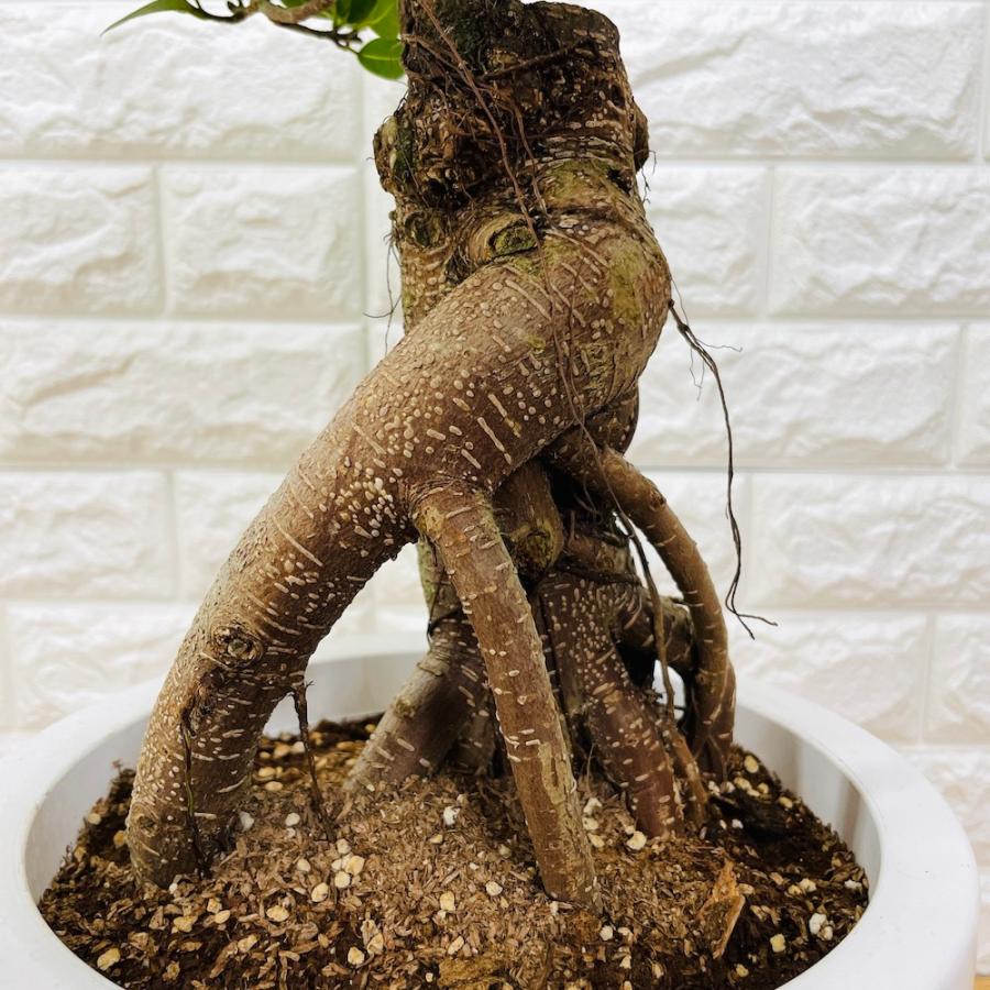 ガジュマル 観葉植物 8号鉢苗 盆栽 大型 多幸の木 ガジュマルの木 敬老