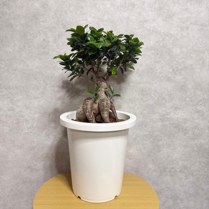ガジュマル 観葉植物 8号鉢 現品販売 多幸の木 大型 鉢植え 室内