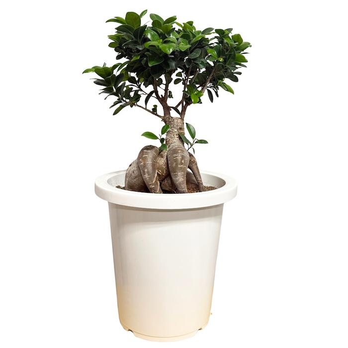 ガジュマル 観葉植物 8号鉢 現品販売 多幸の木 大型 鉢植え 室内