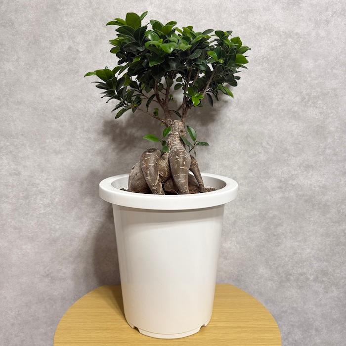 【現品】多幸の木　ガジュマル　ガジュマルの木　８号鉢　Ⅰ ガジュマル(多幸の樹) 8号セラート鉢 観葉植物と植木鉢の専門店