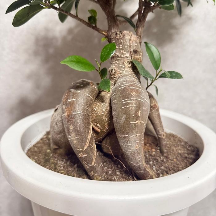 ガジュマル 観葉植物 8号鉢 現品販売 多幸の木 大型 鉢植え 室内