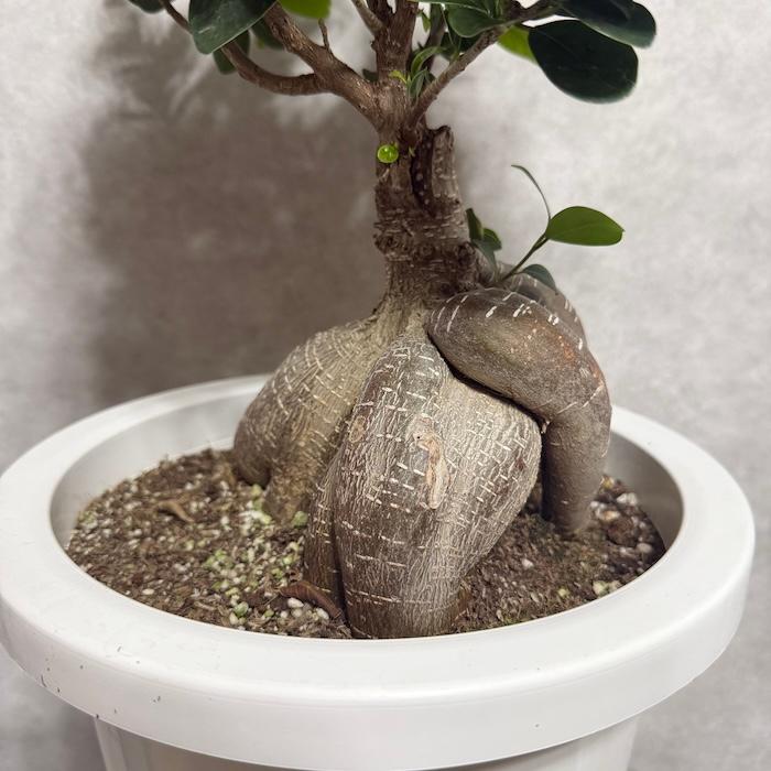 8号鉢 観葉植物 ガジュマル 【現品】多幸の木　ガジュマル　ガジュマルの木　８号鉢　お５番 現品販売 室内 鉢植え 大型 多幸の木 フィカス