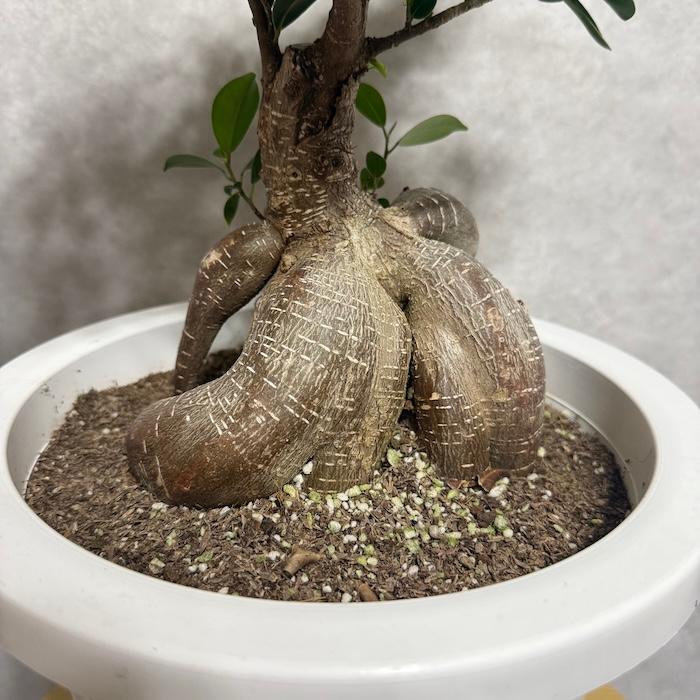 ガジュマル 観葉植物 8号鉢 現品販売 多幸の木 大型 鉢植え 室内