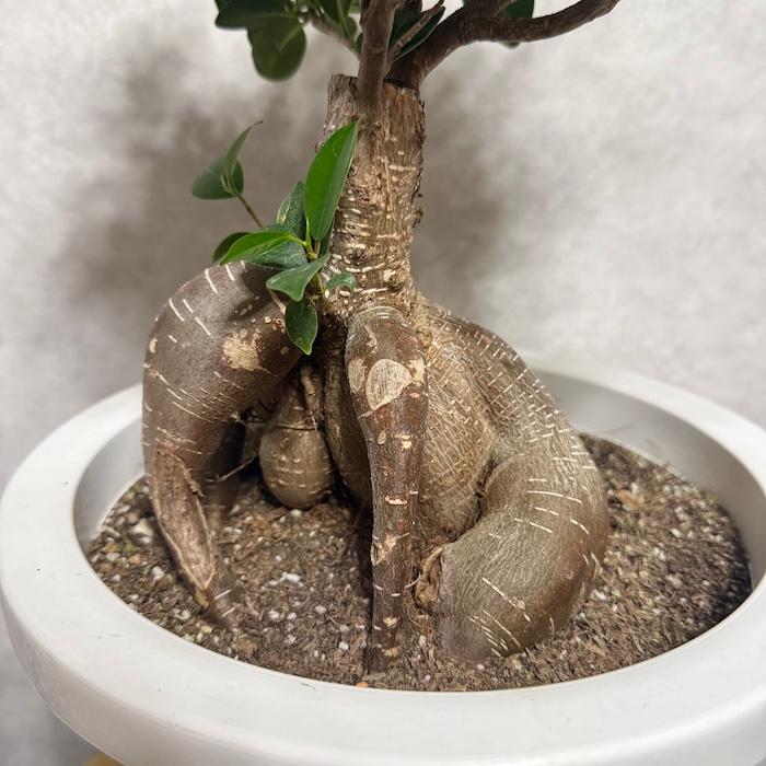 【現品】多幸の木　ガジュマル　ガジュマルの木　８号鉢　お５番 ガジュマル 観葉植物 8号鉢 現品販売 多幸の木 大型 鉢植え 室内