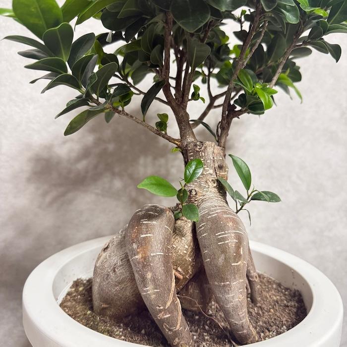 ガジュマル 観葉植物 8号鉢 現品販売 多幸の木 大型 鉢植え 室内