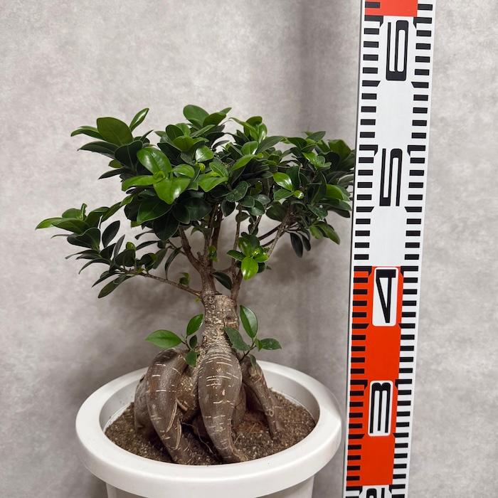 ガジュマル 観葉植物 8号鉢 現品販売 多幸の木 大型 鉢植え 室内