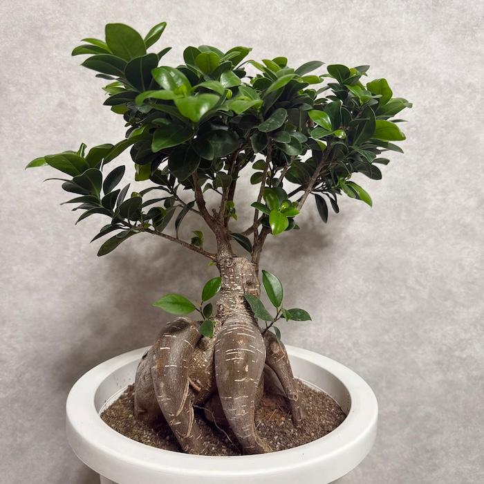 ガジュマル 観葉植物 8号鉢 現品販売 多幸の木 大型 鉢植え 室内
