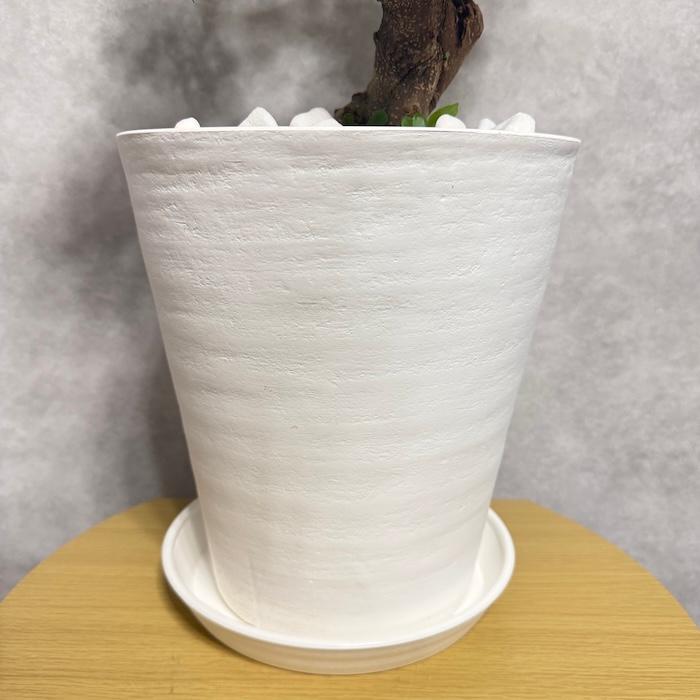 現品 一点もの 観葉植物 ガジュマル 昇り竜 曲がり 8号鉢 高さ約80cm
