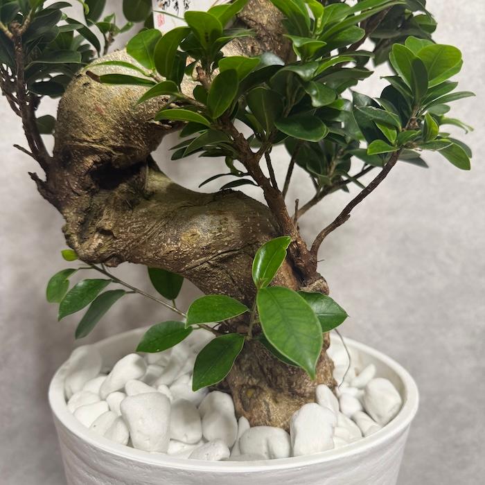 現品 一点もの 観葉植物 ガジュマル 昇り竜 曲がり 8号鉢 高さ約80cm