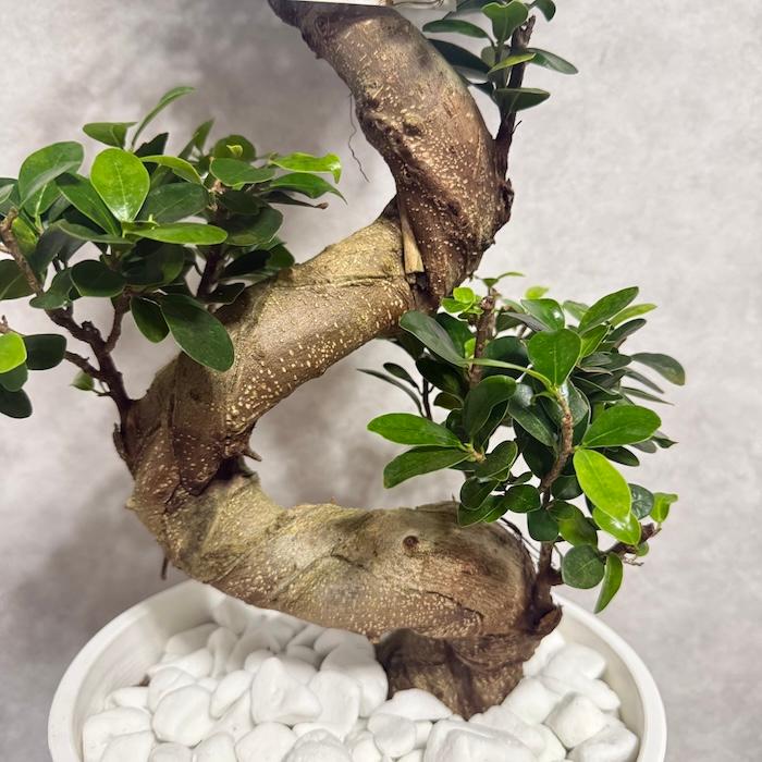 ガジュマル　盆栽仕立て　昇り龍　曲がり　８号鉢 現品 一点もの 観葉植物 ガジュマル 昇り竜 曲がり 8号鉢 高さ約80cm