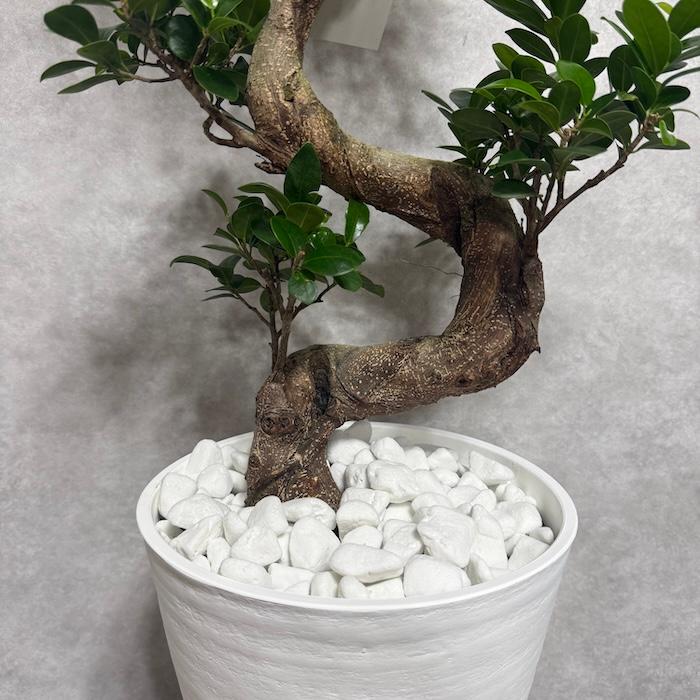 現品 一点もの 観葉植物 ガジュマル 昇り竜 曲がり 8号鉢 高さ約80cm