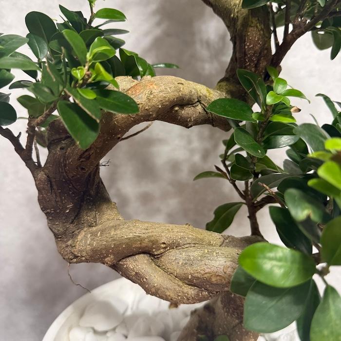 現品 一点もの 観葉植物 ガジュマル 昇り竜 曲がり 8号鉢 高さ約80cm