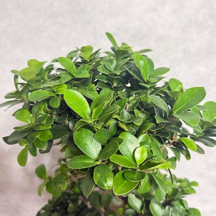 現品 一点もの 観葉植物 ガジュマル 昇り竜 曲がり 8号鉢 高さ約80cm