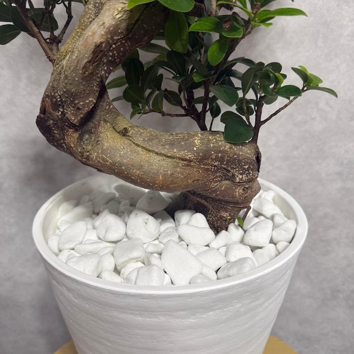 現品 一点もの 観葉植物 ガジュマル 昇り竜 曲がり 8号鉢 高さ約80cm