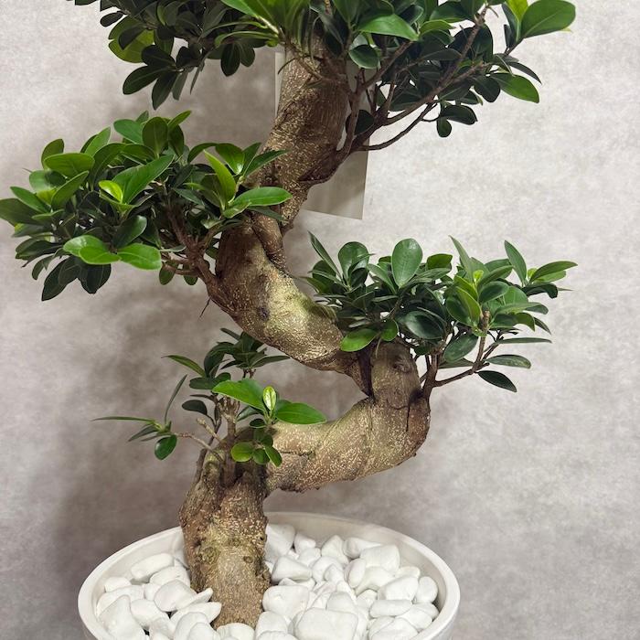 現品 一点もの 観葉植物 ガジュマル 昇り竜 曲がり 8号鉢 高さ約85cm