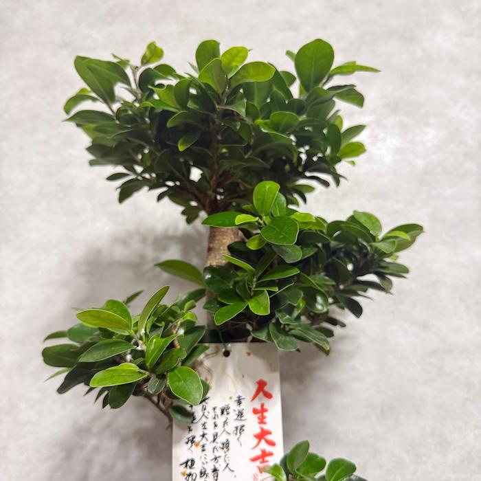 現品 一点もの 観葉植物 ガジュマル 昇り竜 曲がり 8号鉢 高さ約80cm