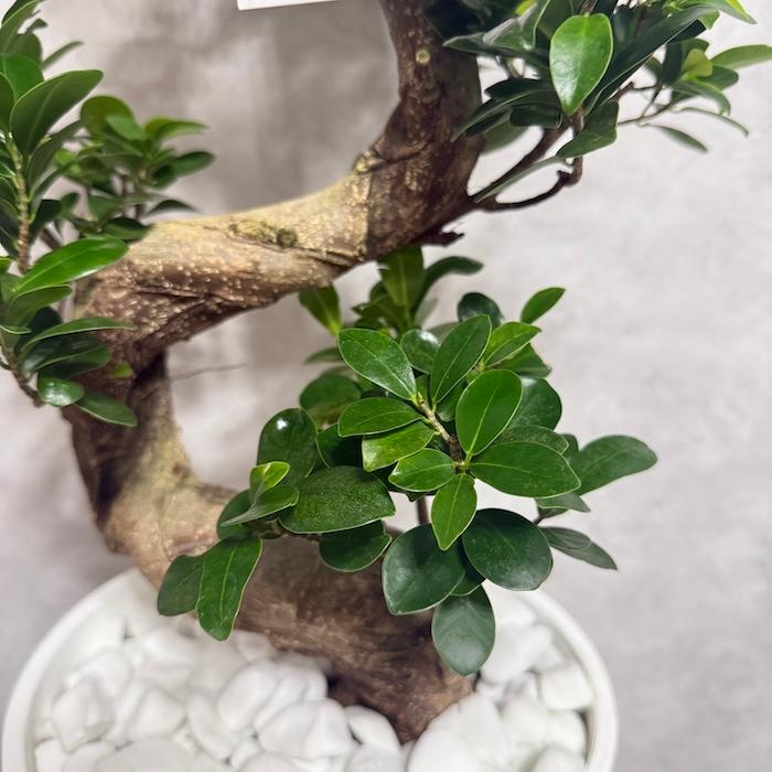 現品 一点もの 観葉植物 ガジュマル 昇り竜 曲がり 8号鉢 高さ約80cm