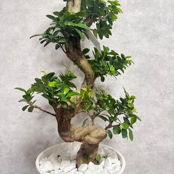 現品 一点もの 観葉植物 ガジュマル 昇り竜 曲がり 8号鉢 高さ約80cm