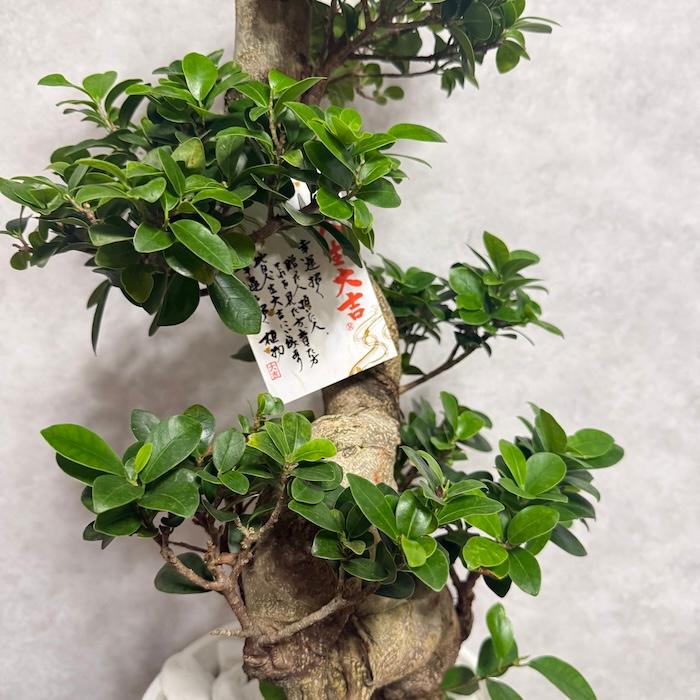 現品 一点もの 観葉植物 ガジュマル 昇り竜 曲がり 8号鉢 高さ約80cm