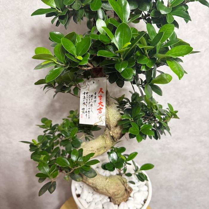 現品 一点もの 観葉植物 ガジュマル 昇り竜 曲がり 8号鉢 高さ約85cm