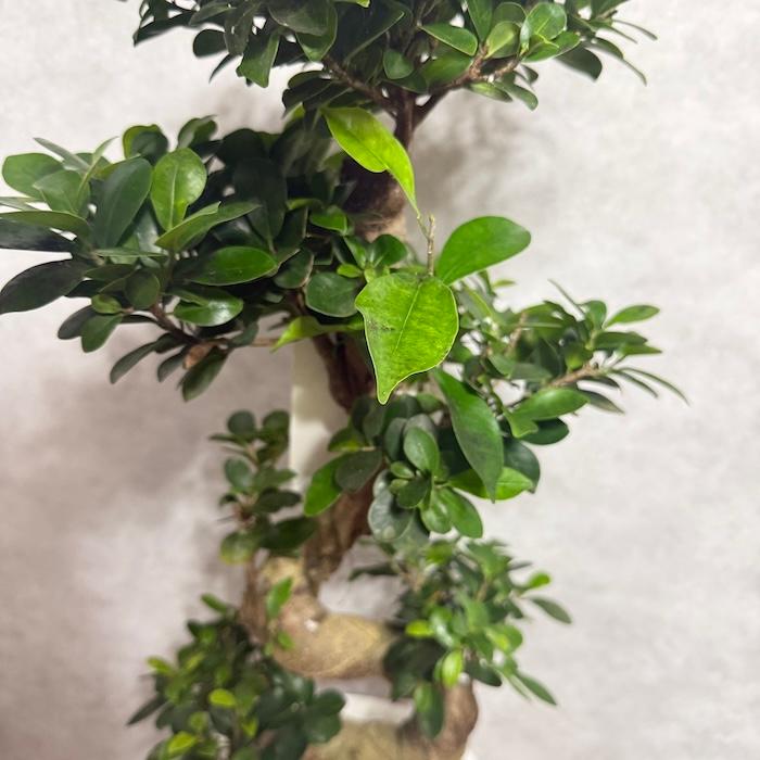 現品 一点もの 観葉植物 ガジュマル 昇り竜 曲がり 8号鉢 高さ約80cm