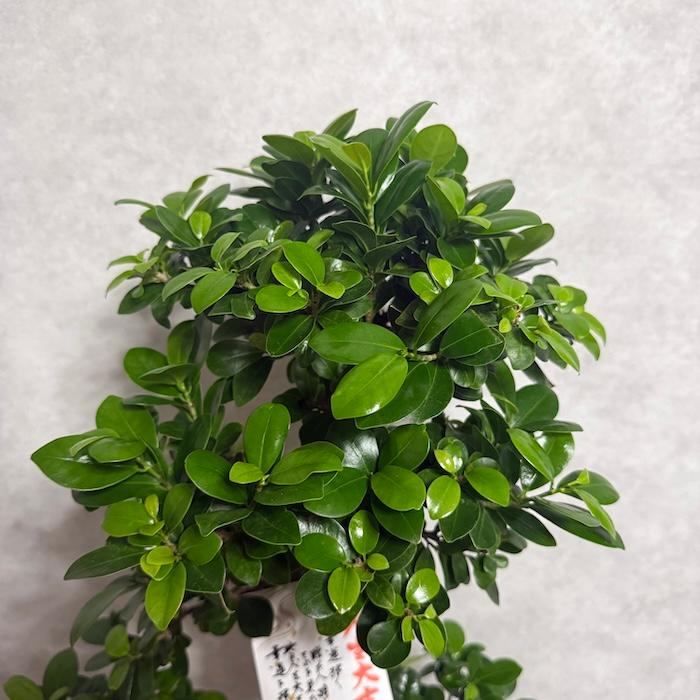 現品 一点もの 観葉植物 ガジュマル 昇り竜 曲がり 8号鉢 高さ約80cm